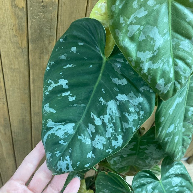 Philodendron brandtianum 