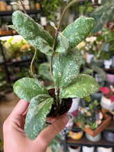 Kép betöltése a galériamegjelenítőbe: Hoya waymaniae Kapuas "Cloudy sky" 6cm
