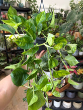 Kép betöltése a galériamegjelenítőbe: Epipremnum aureum "Global green" - akasztós cserépben

