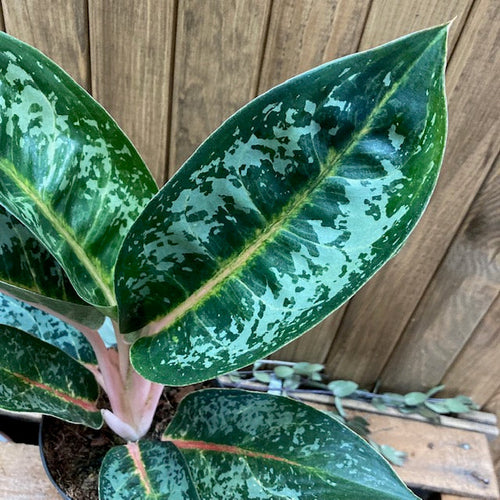 Aglaonema 