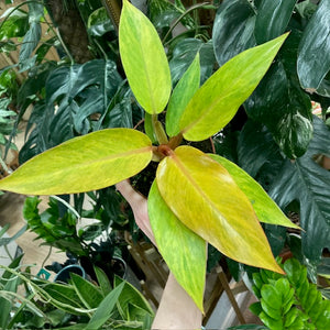 Philodendron "Orange marmalade/Quad color" - Tropical Home 
