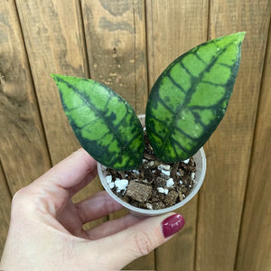 Hoya callistophylla "Black cat"