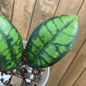 Hoya callistophylla "Black cat"