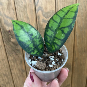 Hoya callistophylla "Black cat"