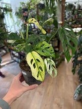 Kép betöltése a galériamegjelenítőbe: Monstera adansonii albo variegata 1. - 3 töves - Tropical Home 
