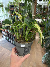 Kép betöltése a galériamegjelenítőbe: Monstera adansonii albo variegata 1. - 3 töves - Tropical Home 
