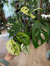 Kép betöltése a galériamegjelenítőbe: Monstera adansonii albo variegata 1. - 3 töves - Tropical Home 
