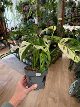 Kép betöltése a galériamegjelenítőbe: Monstera adansonii albo variegata 2. - 3 töves - Tropical Home 
