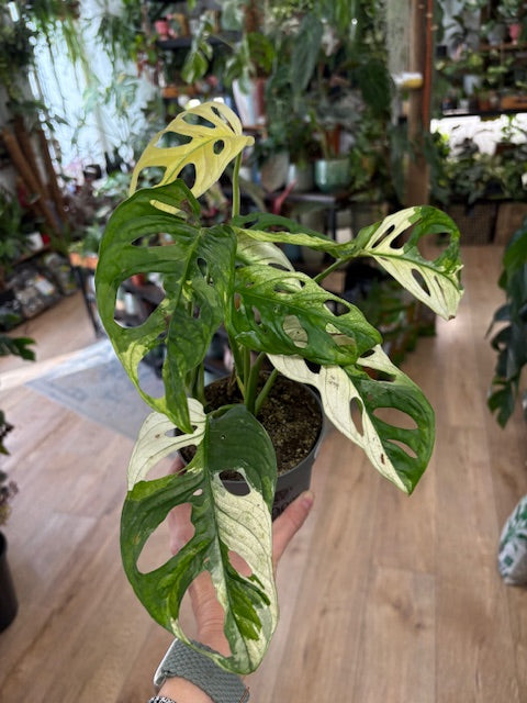 Monstera adansonii albo variegata 2. - 3 töves - Tropical Home 