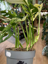 Kép betöltése a galériamegjelenítőbe: Monstera adansonii albo variegata 2. - 3 töves - Tropical Home 
