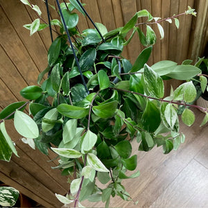 Aeschynanthus lobbianus variegata - Tropical Home 