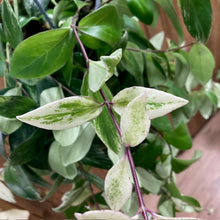 Kép betöltése a galériamegjelenítőbe: Aeschynanthus lobbianus variegata - Tropical Home 
