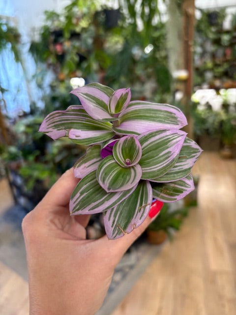 Tradescantia albiflora 