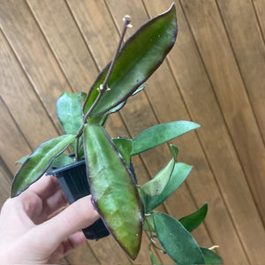 Hoya rosita - Viaszvirág - Wax plant