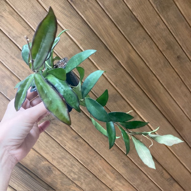 Hoya rosita - Viaszvirág - Wax plant