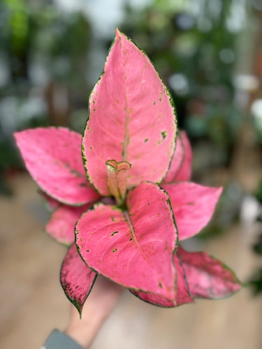 Aglaonema 
