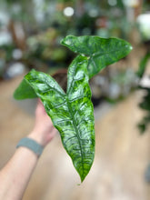 Kép betöltése a galériamegjelenítőbe: Alocasia zebrina &quot;Reticulata&quot; - Tropical Home 
