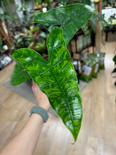 Kép betöltése a galériamegjelenítőbe: Alocasia zebrina &quot;Reticulata&quot; - Tropical Home 
