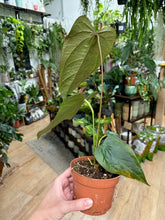 Kép betöltése a galériamegjelenítőbe: Anthurium &quot;Queen of hearts&quot; - Flamingóvirág - Tropical Home 
