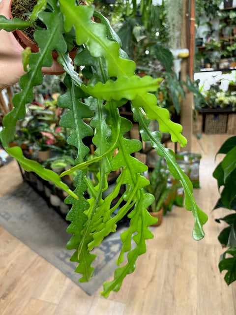 Epiphyllum anguliger 10cm - Karéjos kaktusz - Fishbone cactus