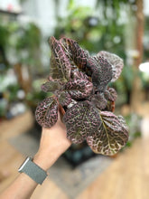 Kép betöltése a galériamegjelenítőbe: Episcia &quot;Red crocodile&quot;- Flame violet - Árnyékcsuporka
