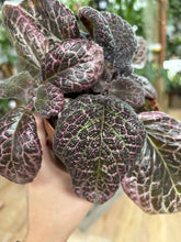 Kép betöltése a galériamegjelenítőbe: Episcia &quot;Red crocodile&quot;- Flame violet - Árnyékcsuporka
