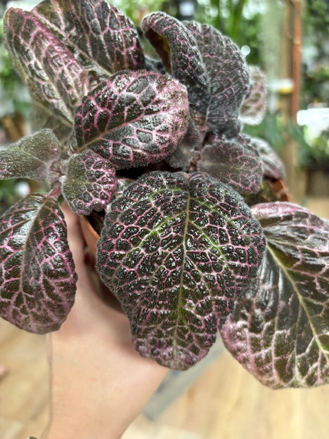 Episcia 