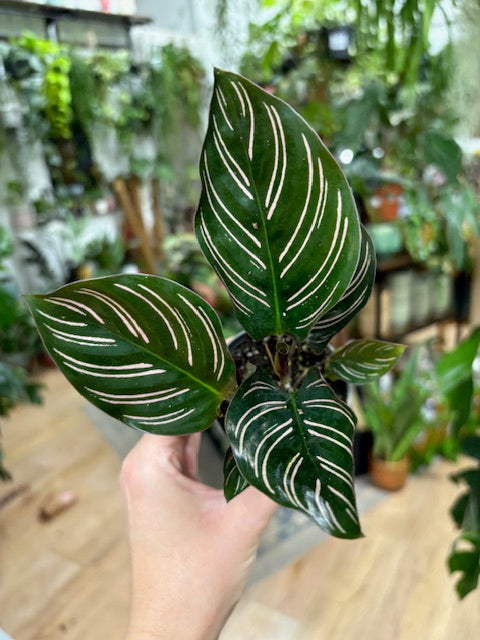 Calathea ornata 