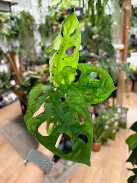 Monstera adansonii - Monstera 