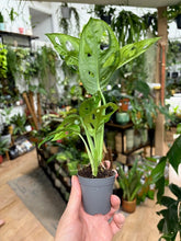 Kép betöltése a galériamegjelenítőbe: Monstera adansonii - Monstera &quot;Monkey leaf&quot; - Swiss cheese vine
