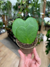 Kép betöltése a galériamegjelenítőbe: Hoya kerrii - Dupla
