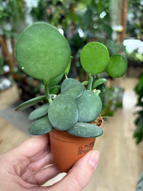 Xerosicyos danguyi - Silver Dollar Vine