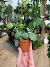 Kép betöltése a galériamegjelenítőbe: Xerosicyos danguyi - Silver Dollar Vine
