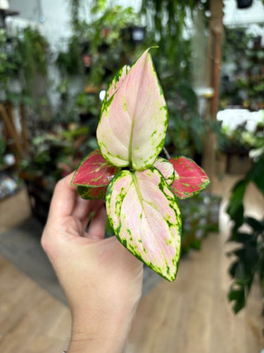 Aglaonema 