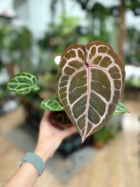 DocBlock Anthurium Michelle® - EXCLUSIVE