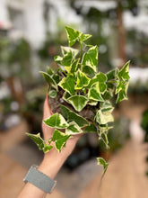 Kép betöltése a galériamegjelenítőbe: Senecio macroglossus variegata - Wax Ivy
