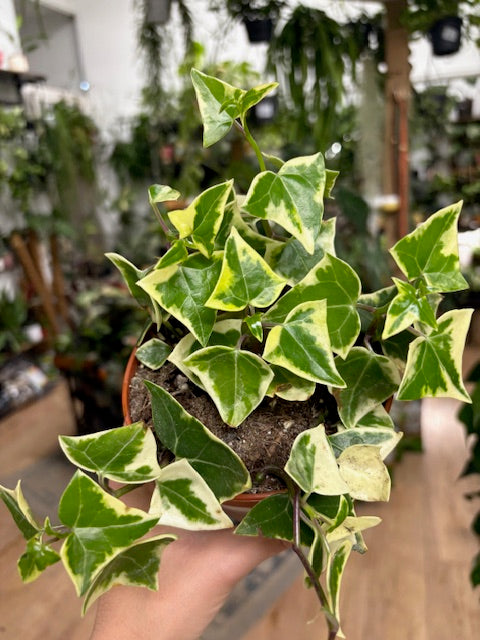 Senecio macroglossus variegata - Wax Ivy