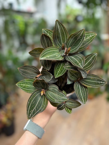 Ludisia discolor - Ékszerorchidea - Jewel orchid - Tropical Home 
