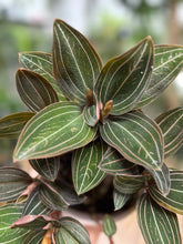Kép betöltése a galériamegjelenítőbe: Ludisia discolor - Ékszerorchidea - Jewel orchid - Tropical Home 
