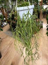 Kép betöltése a galériamegjelenítőbe: Hoya linearis
