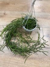 Kép betöltése a galériamegjelenítőbe: Hoya linearis
