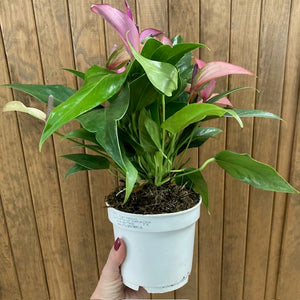 Anthurium andreanum "Zizou"