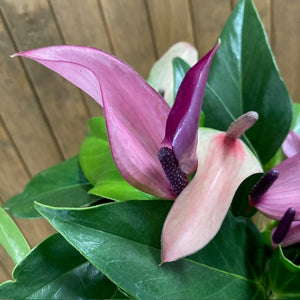 Anthurium andreanum "Zizou"