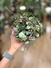 Kép betöltése a galériamegjelenítőbe: Ceropegia woodii 12cm - Ámpolna gyertyavirág - String of hearts
