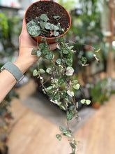 Kép betöltése a galériamegjelenítőbe: Ceropegia woodii 12cm - Ámpolna gyertyavirág - String of hearts
