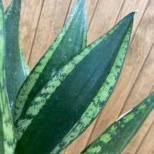 Kép betöltése a galériamegjelenítőbe: Sansevieria trif. &quot;Whitney&quot; - Anyósnyelv
