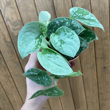 Kép betöltése a galériamegjelenítőbe: Scindapsus pictus &quot;Silvery ann&quot; 9cm - Ezüstös szobafutóka - Silver satin pothos
