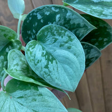 Kép betöltése a galériamegjelenítőbe: Scindapsus pictus &quot;Silvery ann&quot; 9cm - Ezüstös szobafutóka - Silver satin pothos
