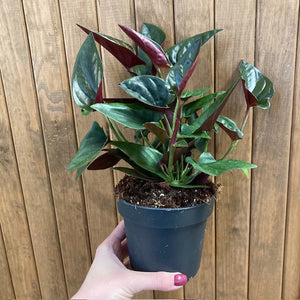 Syngonium erytrophyllum "Red arrow"