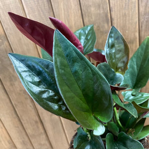 Syngonium erytrophyllum "Red arrow"